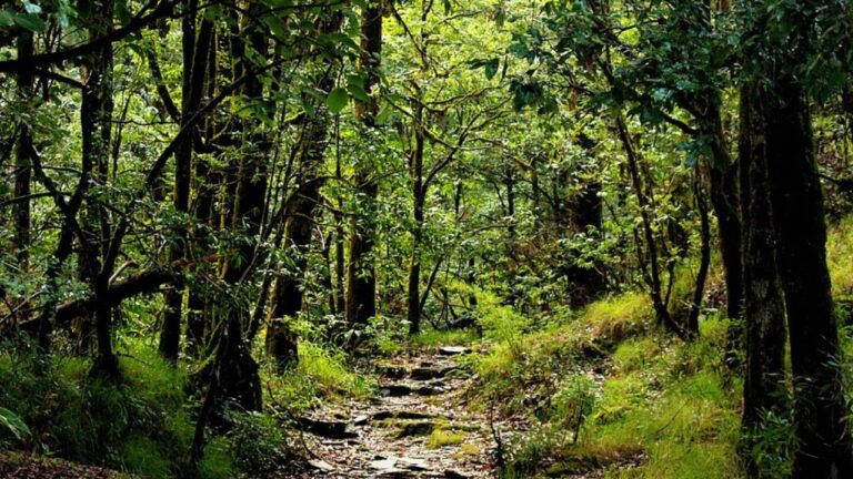 Binsar Wildlife Sanctuary Uttarakhand