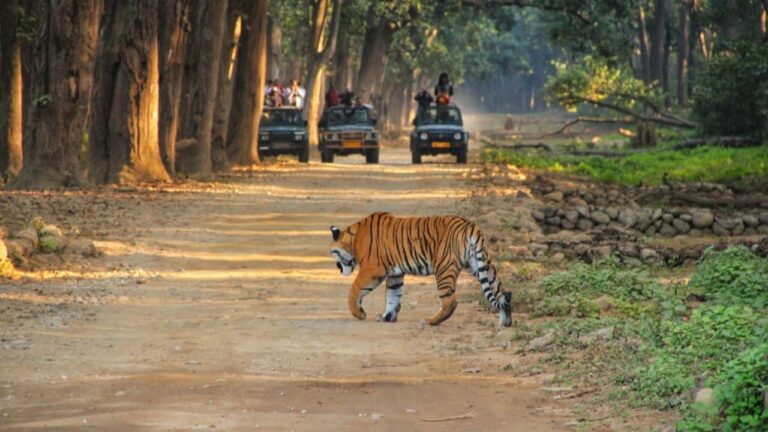 Jim Corbett Adventure Guide