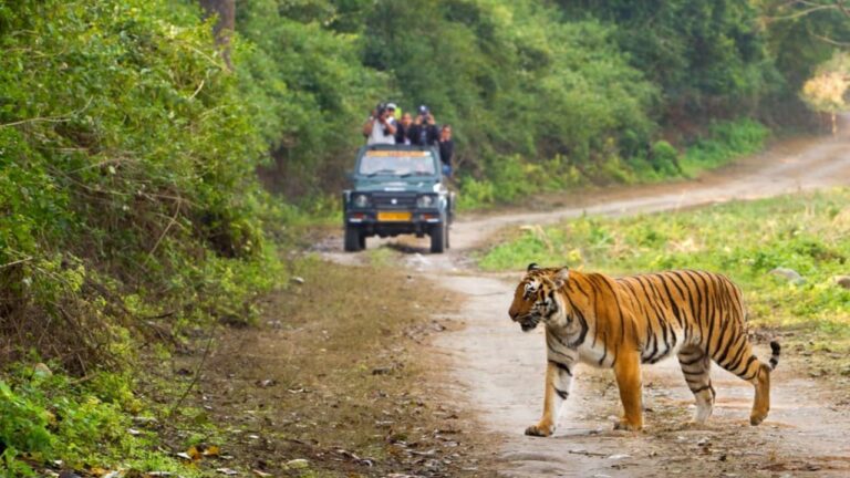 Jim Corbett National Park Uttarakhand
